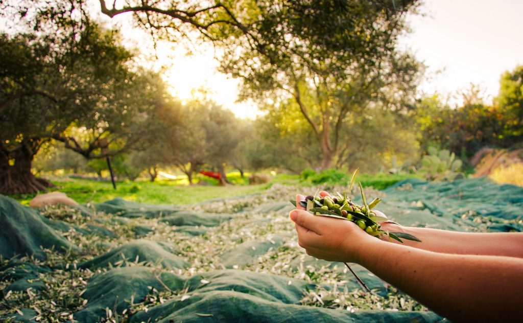 Frische geerntete Oliven auf Kreta