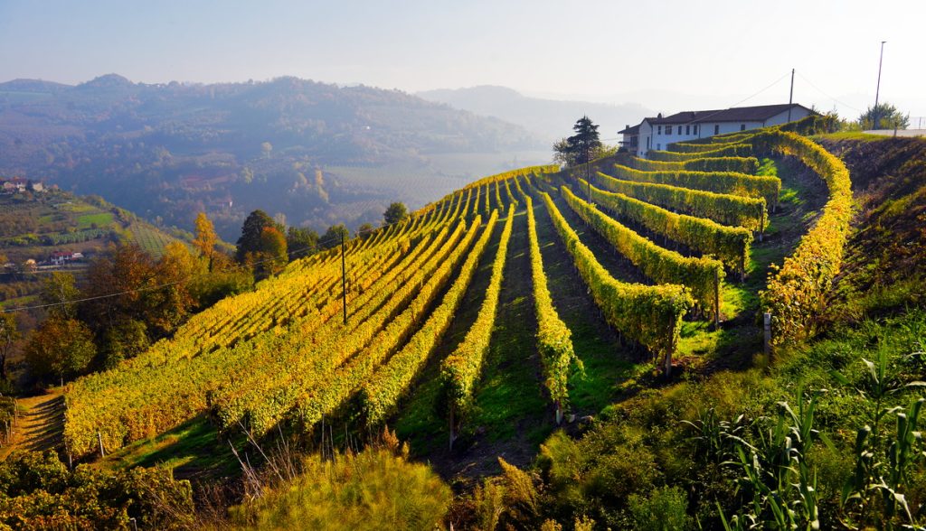 Herbstliche Weinberge bei Piemont