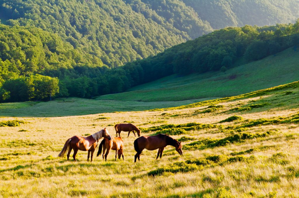 Pferde auf einer Bergwiese der ukrainischen Karpaten